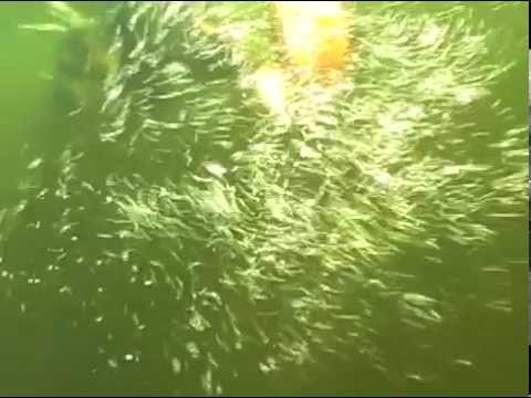 Видео: Волга Матушка.