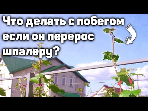Видео: Что делать с побегом - если он перерос шпалеру?