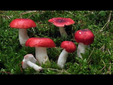 Видео: СЫРОЕЖКИ / СИНЯВКИ / как готовить / ЖАРИМ