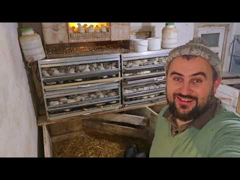 Видео: самая прибыльная птица  в хозяйстве! сколько  я заработал?