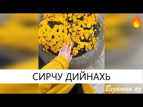 Видео: Малика Уцаева Сирчу Дийнахь😍