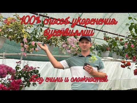 Видео: Размножаем бугенвиллию черенками легко! Весь процесс от А до Я с гарантией результата.