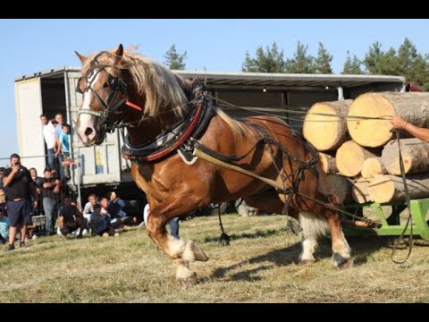 Видео: СКОТ - Гиганта сред тежковозите - готов за битка -The giant among the heavy horses