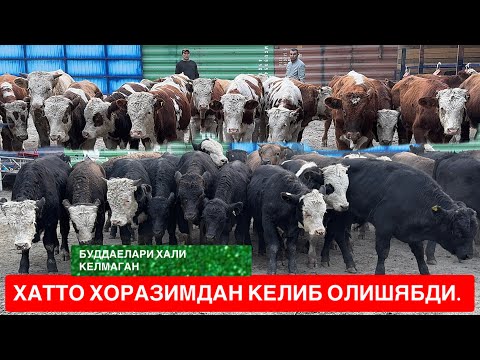 Видео: 🇷🇺СИММЕТАЛ АНГУСТ ГЕРЕФОРД БУҚАЛАРНИ ЭНГ ЗЎРЛАРИ КЕЛДИ ОЛГАНЛАР АФСУСЛАНМАЕД.