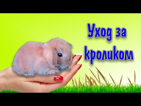 Видео: Как ухаживать за декоративным кроликом