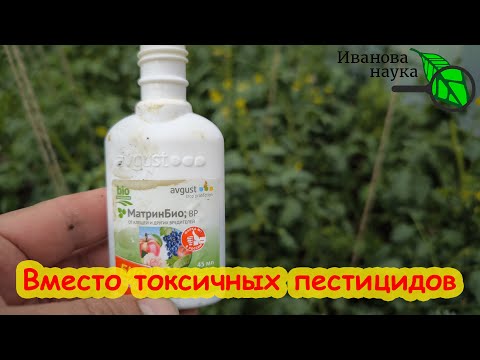 Видео: ОТ КЛЕЩА и БЕЛОКРЫЛКИ: ВМЕСТО ФИТОВЕРМА ИСПОЛЬЗУЮ ЭТО СРЕДСТВО Матрин - гораздо лучше. И вот почему.