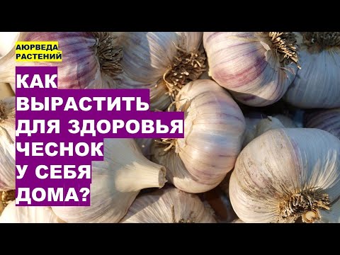 Видео: Как Вырастить Чеснок для Здоровья у Себя Дома?