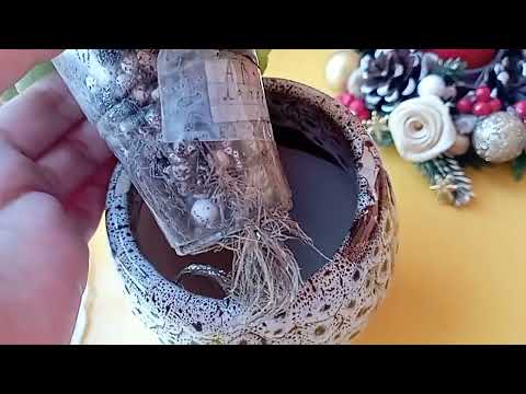 Видео: Обзор фиалок 1 часть ,Стандарты🌺