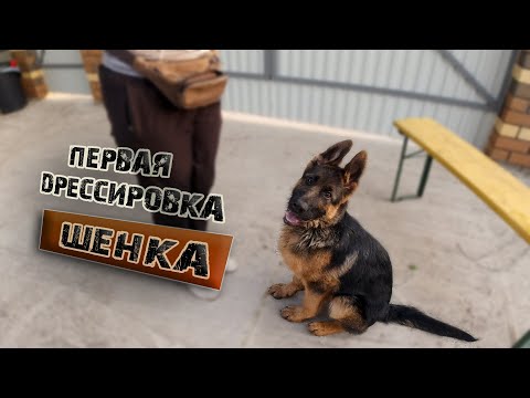 Видео: Первая дрессировка щенка. Часть 2