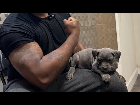 Видео: 7-недельный Xl Bully Flex 💪