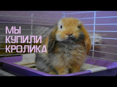 Видео: КУПИЛИ  КРОЛИКА