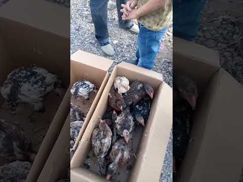 Видео: паранда бозори хочи шариф