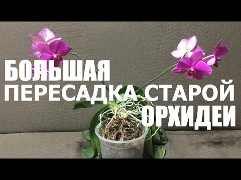 Видео: большая ПЕРЕСАДКА СТАРОЙ ОРХИДЕИ