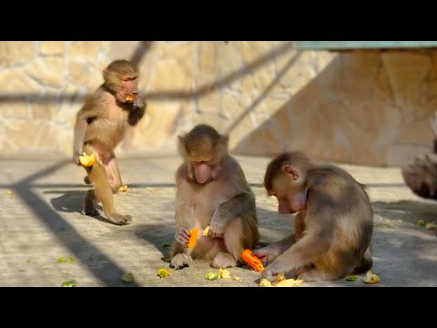 Видео: Если кушать - то до ИКОТЫ! Осеннее угощение Степе, Тосе и Мане - так вкусно, что драться некогда!