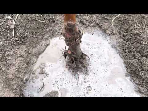 Видео: Гилас кочот эгиш жолдору