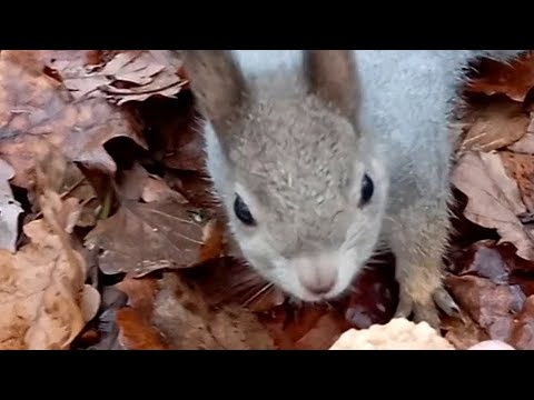 Видео: Нервное утро в лесу🤦‍♀️(осторожно, МНОГО МАТА🤬)  И о том, как Дракоша🐿❤ и Дружочек🐿❤ делали запасы😋🌰
