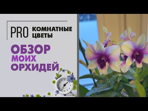 Видео: Обзор моих орхидей | Как я ухаживаю за орхидеями | Фаленопсисы, цимбидиумы,  дендробиумы