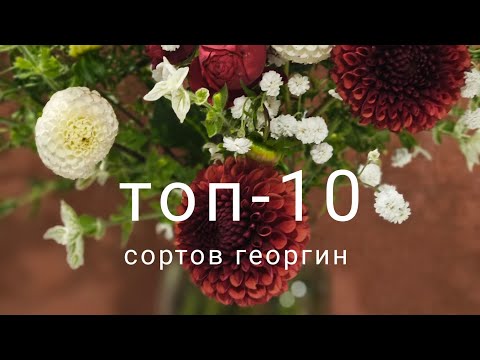 Видео: Топ-10 сортов георгин. Лучшие сорта для срезки.