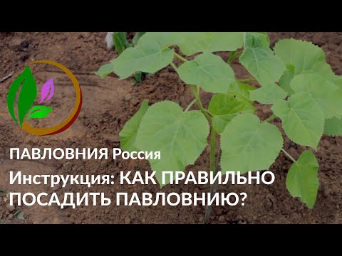 Видео: КАК САЖАТЬ ПАВЛОВНИЮ ПРАВИЛЬНО? Простая инструкция.