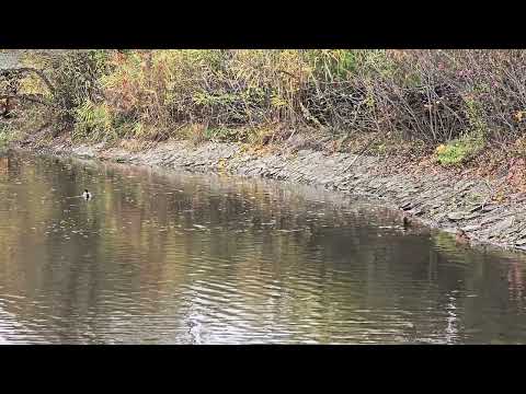 Видео: Утки в Ботаническом саду