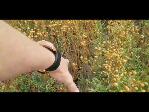 Видео: Выращивание льна. No-till 19.07.2019. Уборка