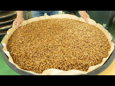 Видео: Процесс массового производства корейских съедобных мучных червей.