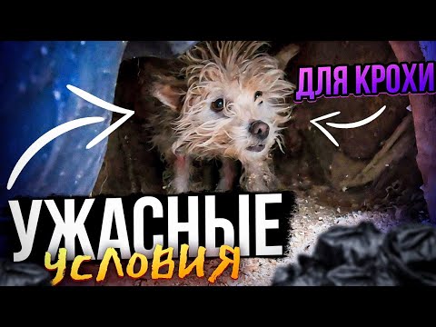 Видео: Крохотная  собачка весом 4 кг, выживала не в человеческих условиях 😭😱