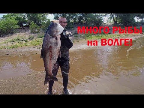 Видео: Подводная охота на толстолобика в Волгограде летом!