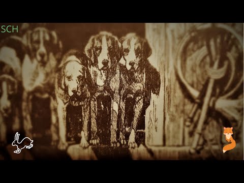 Видео: ГОНЧАЯ. ОХОТА С ГОНЧИМИ. ЧТО ЭТО ТАКОЕ?