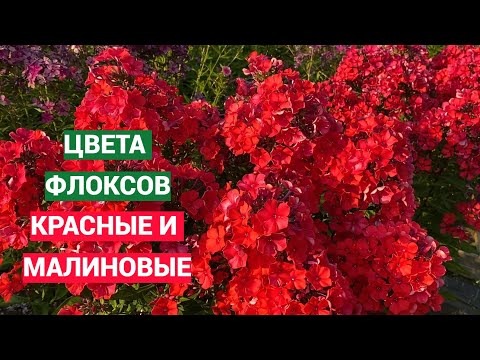 Видео: Красные и малиновые флоксы