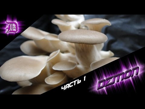 Видео: Выращивание грибов вешенка первый опыт ч1