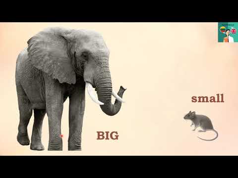 Видео: Opposites - Part 1 - Противоположности - Английский для детей и начинающих