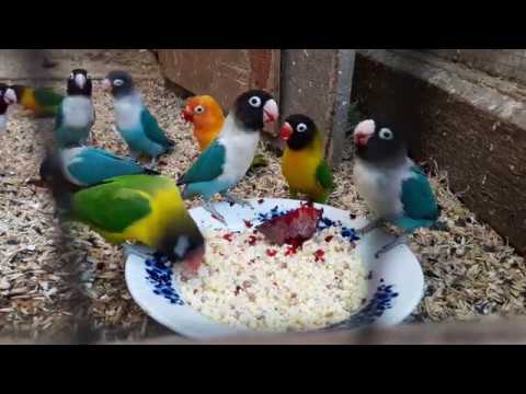 Видео: неразлучники и каша.... масковые и розовощекие