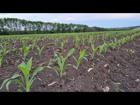 Видео: Коли сусід дов@₴#@Б🤬 Цинк по кукурудзі. Нью холланд 110 з Богуслав Кронос 2500.22