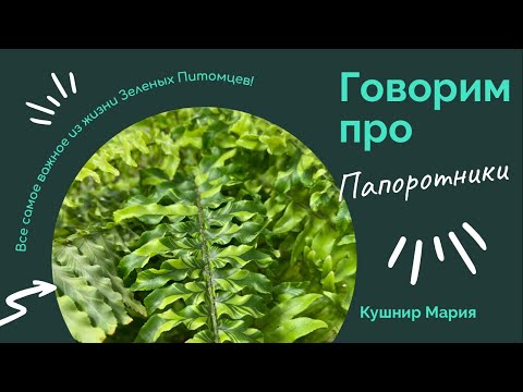 Видео: Ответы на вопросы: говорим про папоротники