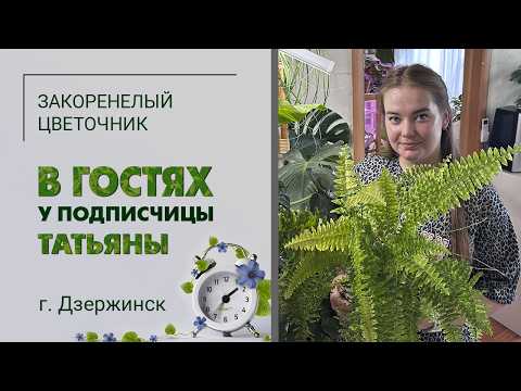 Видео: В гостях у Татьяны. гДзержинск Нижегородской области. Редкие папоротники, хойи, необычная коллекция.