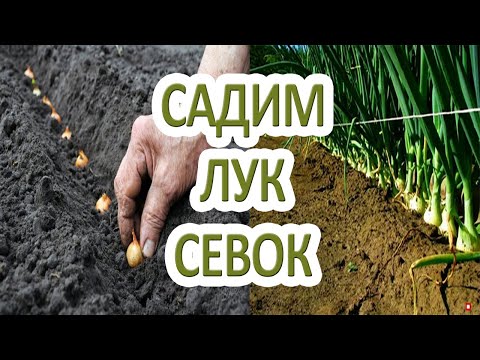 Видео: Когда и как сажать лук-севок в открытый грунт