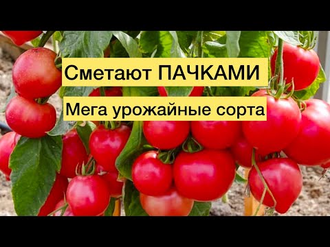Видео: Семена ЭТИХ ТОМАТОВ СМЕТАЮТ ПАЧКАМИ, вы просто обязаны их посадить, ведрами будете собирать урожай