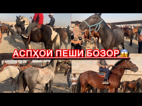 Видео: Беҳтарин навор аз Аспбозори Душанбе(Ленский район) нархи аспҳои бузи, байталҳо ва тойҳо.