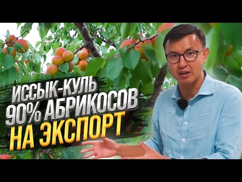 Видео: Иссык-Кульские Абрикосы и Черешня – Куда экспортируют?
