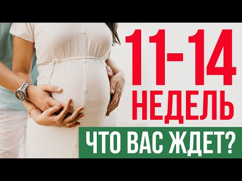 Видео: Конец первого триместра: что происходит в 11-14 недель беременности?