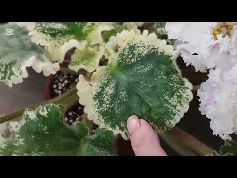 Видео: Пестролистные фиалки. Стандартные сорта. Удобрение