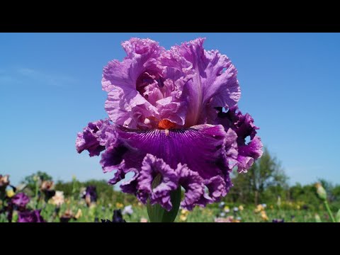 Видео: Ирисы Ларисы Фищенко. BLUMEN. Flowers. Very beautiful music.