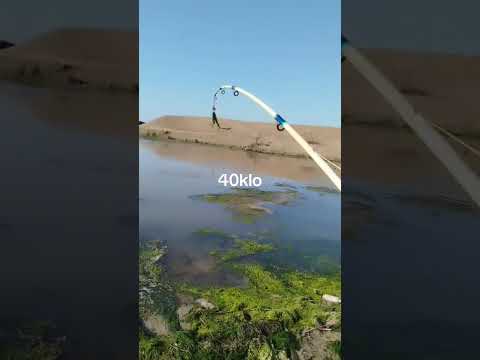 Видео: Рыбалка вот это рыба 40 кг на удочку