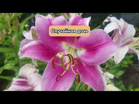 Видео: СЛУЧАЙНАЯ ДОЧЬ