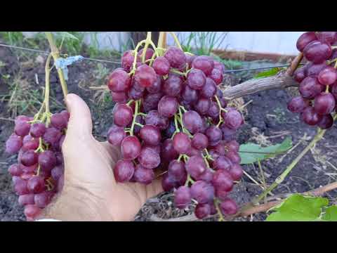 Видео: ЗОРРО. Калугина В М. 