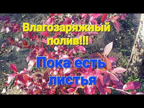 Видео: Как долго поливать голубику? Особенности осеннего полива