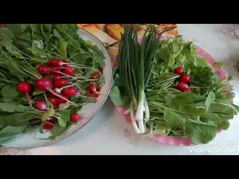 Видео: Великолепная зелень с огорода.Готовлю ЧИМЧИ.