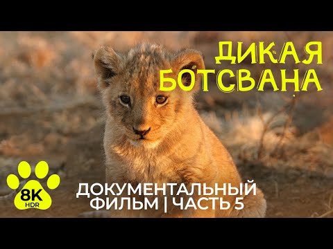 Видео: Дикая Ботсвана в 8K HDR - Эпизод 5 | Прайд Бакари - Документальный фильм о жизни животных