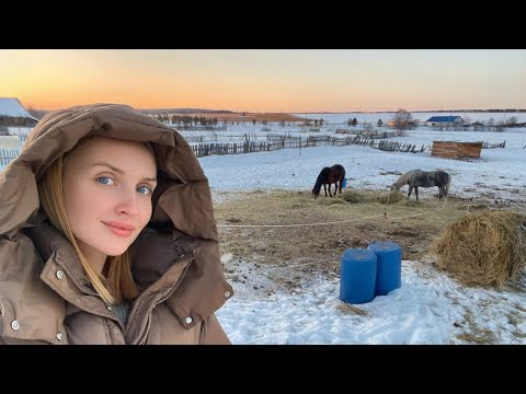 Видео: АСМР Кормление лошадей в деревне